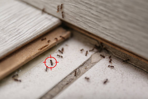 Best Commercial Pest Control Services  in Lebanon, MO
