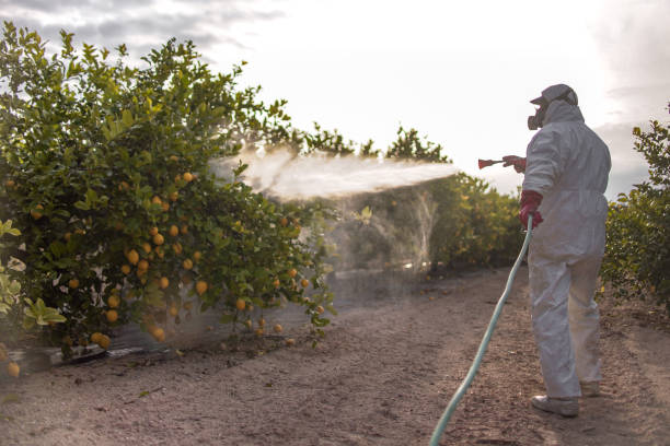 Trusted Lebanon, MO Pest Control Experts